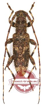 Cerambycidae sp. 86 (5 pcs A2)