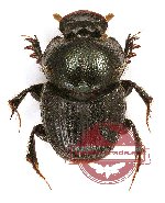 Onthophagus sp. 26