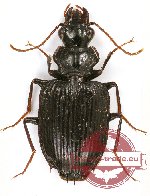 Carabidae sp. 52