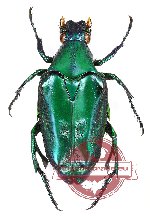 Pseudochalcothea staudingeri