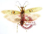Creobroter gemmatus ssp.