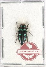 Chrysobothris sp. 16 (A-)