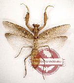Hierodula patillifera