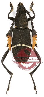 Euryarthrum gibbulum Holzschuh, 2008 (5 pcs)