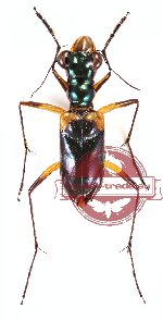 Therates dimidiatus