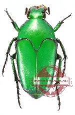Lomaptera prasina (A-)