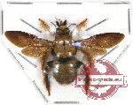 Xylocopa sp. 1A (SPREAD) (5 pcs)