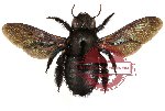 Xylocopa sp. 1 (SPREAD) (10 pcs)