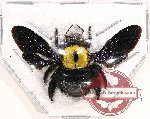 Xylocopa sp. 19 (A2)