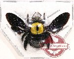 Xylocopa sp. 19