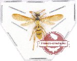 Hymenoptera sp. 106