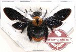 Xylocopa sp. 16