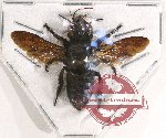 Megachile sp. 16