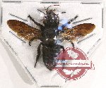 Megachile sp. 16 (A-)