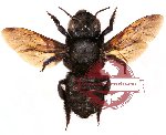 Megachile sp. 3 (SPREAD) (A-)