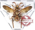 Hymenoptera sp. 101 (SPREAD)