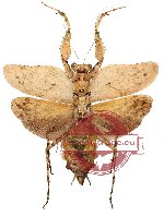 Theopompa burmeisteri