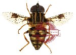 Diptera sp. 21 (SPREAD) (5 pcs)