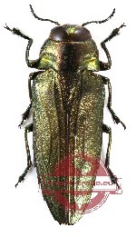 Belionota fulgidicollis