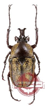 Herculaisia satanas