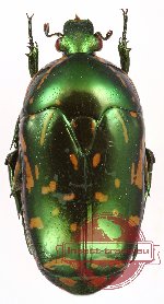 Poecilopharis truncatipennis (5 pcs)