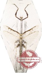 Toxodera integrifolia