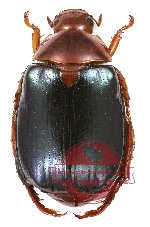 Callistethus excelens