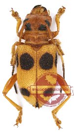 Entelopes glauca Guérin-Méneville