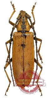 Neocerambyx pubescens (A-)