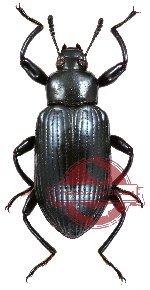 Tenebrionidae sp. 2 (5 pcs)