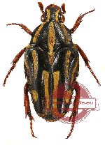 Ixorida (Mecinonota) regia ssp. siberutensis (5 pcs)