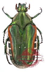 Eumacronota ludekingi