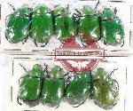 Scientific lot no. 282 Rutelinae (10 pcs)