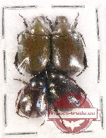 Scientific lot no. 293 Rutelinae (4 pcs)