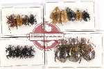 Scientific lot no. 302 Rutelinae (16 pcs A, A-, A2)