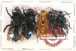 Scientific lot no. 375 Hymenoptera (5 pcs A2)