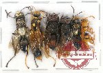 Scientific lot no. 374 Hymenoptera (6 pcs A2)