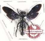 Scoliidae sp. 50