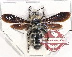 Scoliidae sp. 47