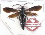 Scoliidae sp. 49