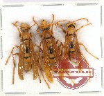 Scientific lot no. 373 Hymenoptera (3 pcs A2)