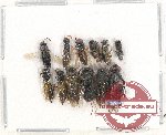 Scientific lot no. 357 Hymenoptera (12 pcs)