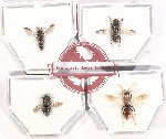 Scientific lot no. 362 Hymenoptera (4 pcs)