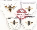 Scientific lot no. 364 Hymenoptera (4 pcs)