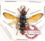 Hymenoptera sp. 127 (A-)