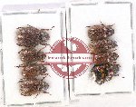 Scientific lot no. 287 Rutelinae (8 pcs)