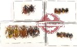 Scientific lot no. 303 Rutelinae (16 pcs A, A-, A2)