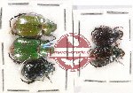 Scientific lot no. 300 Rutelinae (5 pcs)