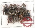 Scientific lot no. 284 Rutelinae (8 pcs)