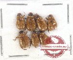 Scientific lot no. 275 Rutelinae (7 pcs)